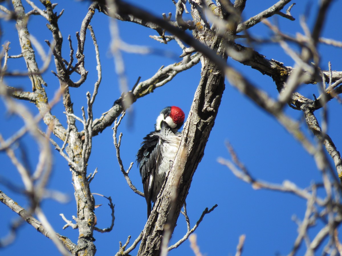 Acorn Woodpecker - ML650393683