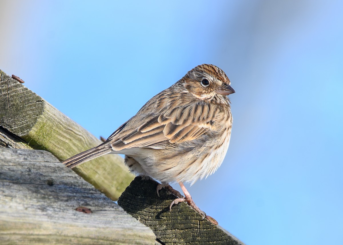 Пасовник польовий - ML650393685