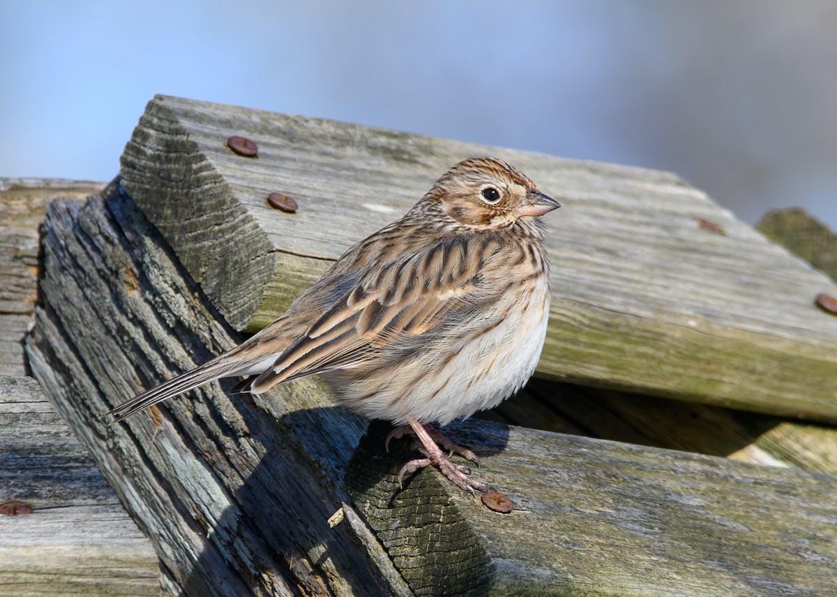 Пасовник польовий - ML650393686