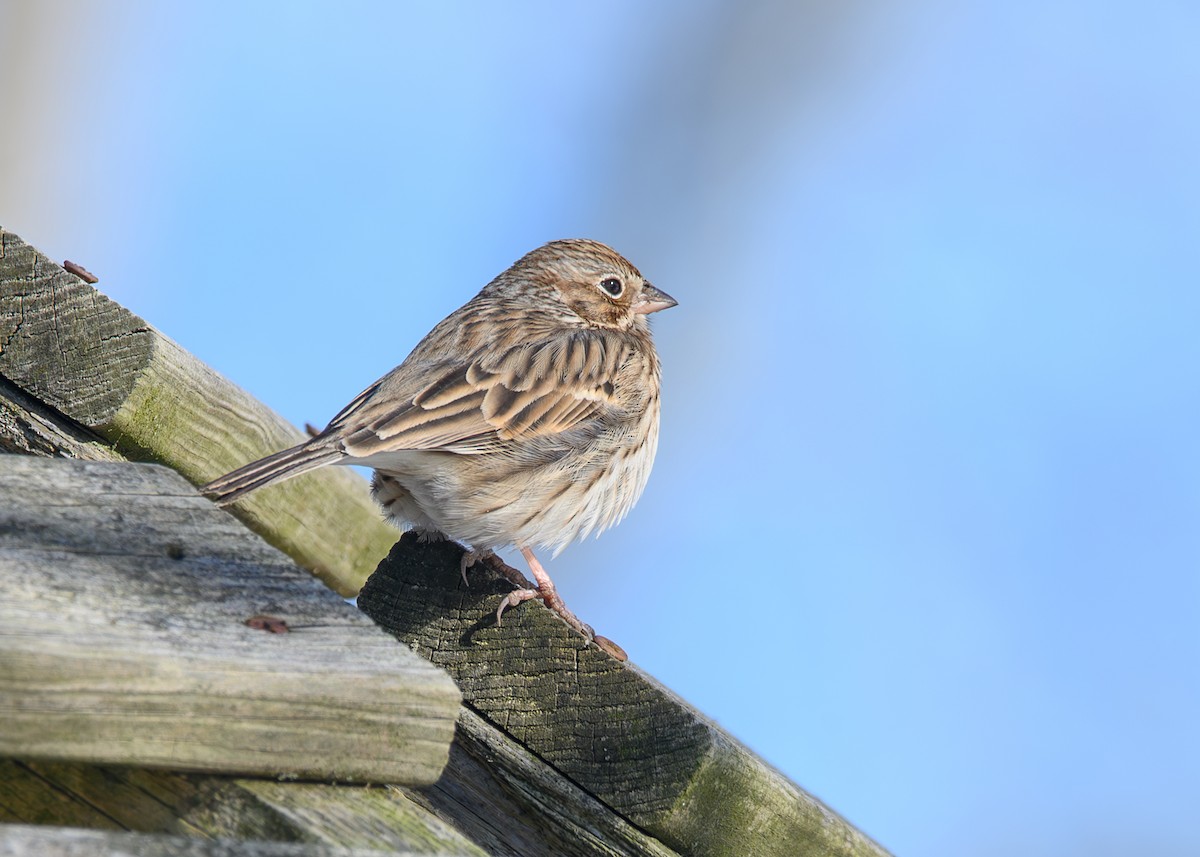 Пасовник польовий - ML650393687