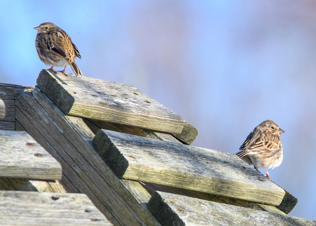 Пасовник польовий - ML650393688