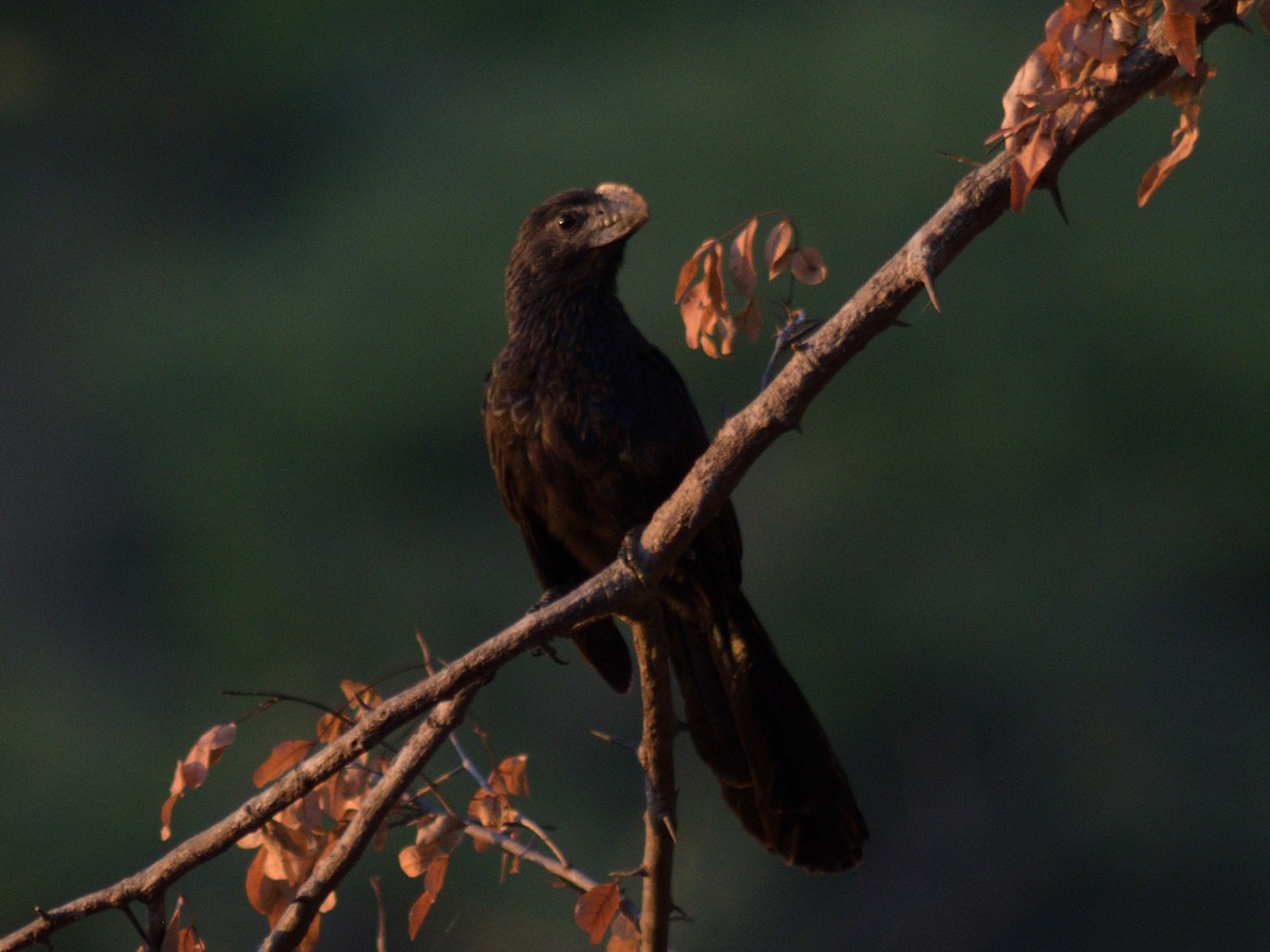 eBird Checklist - 24 Jan 2026 - Estrada Sem Nome, Pernambuco, BR ...