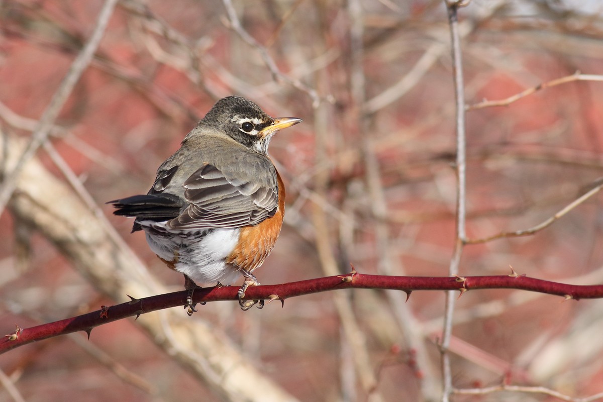 American Robin - ML650394090