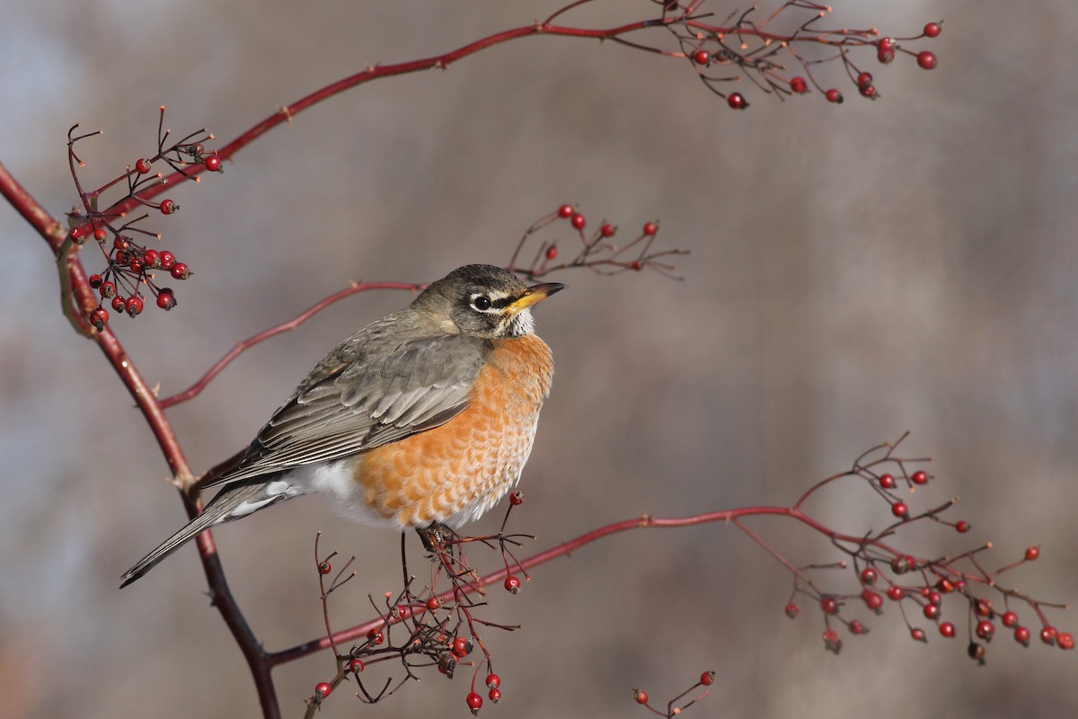 American Robin - ML650394091