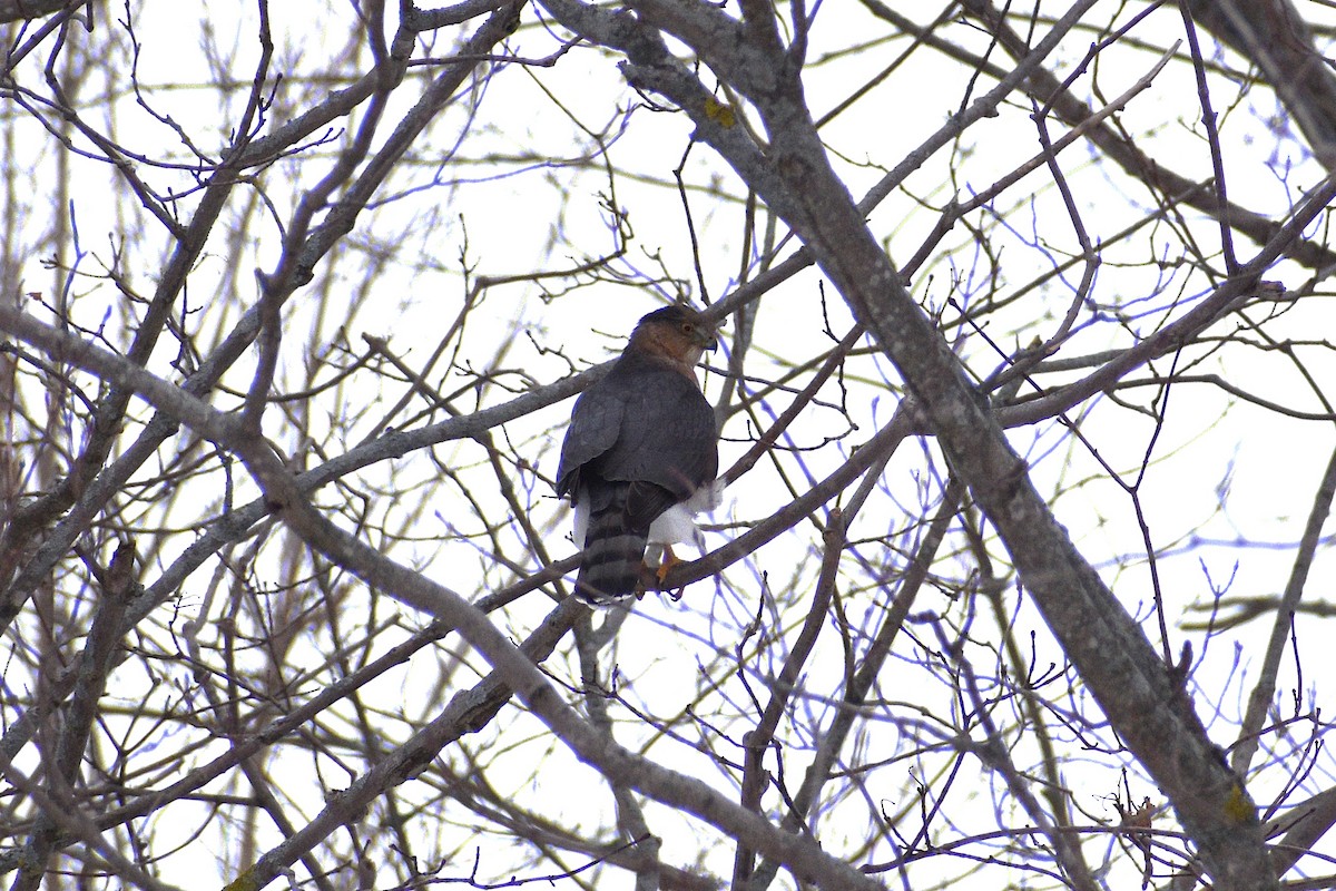 Sharp-shinned/Cooper's Hawk - ML650394188