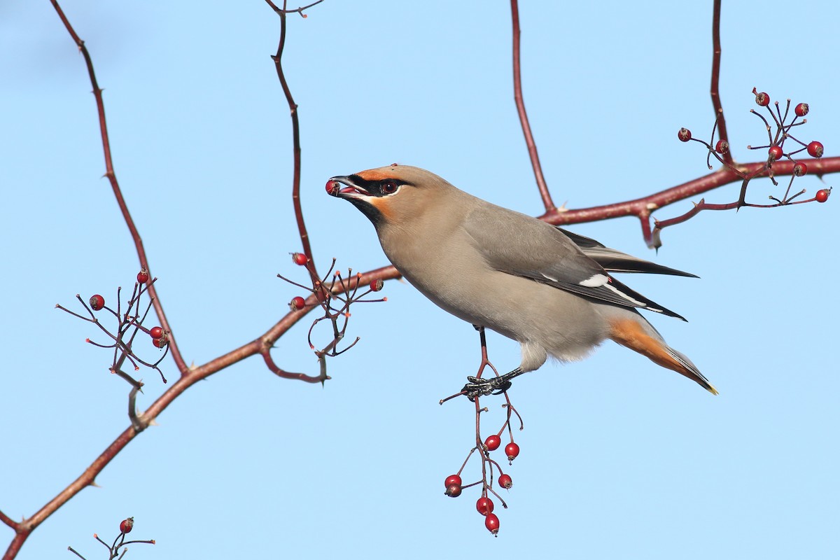 Bohemian Waxwing - ML650394253
