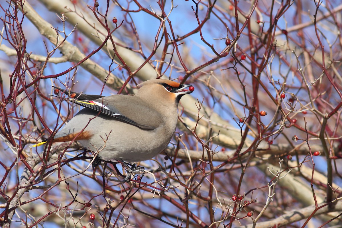 Bohemian Waxwing - ML650394254