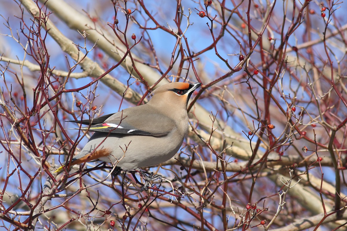 Bohemian Waxwing - ML650394255