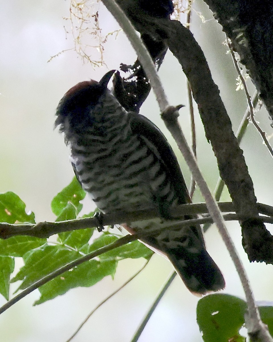 White-eared Bronze-Cuckoo - ML650394281