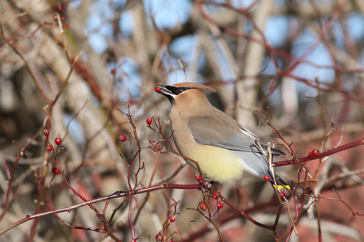 Cedar Waxwing - ML650394412