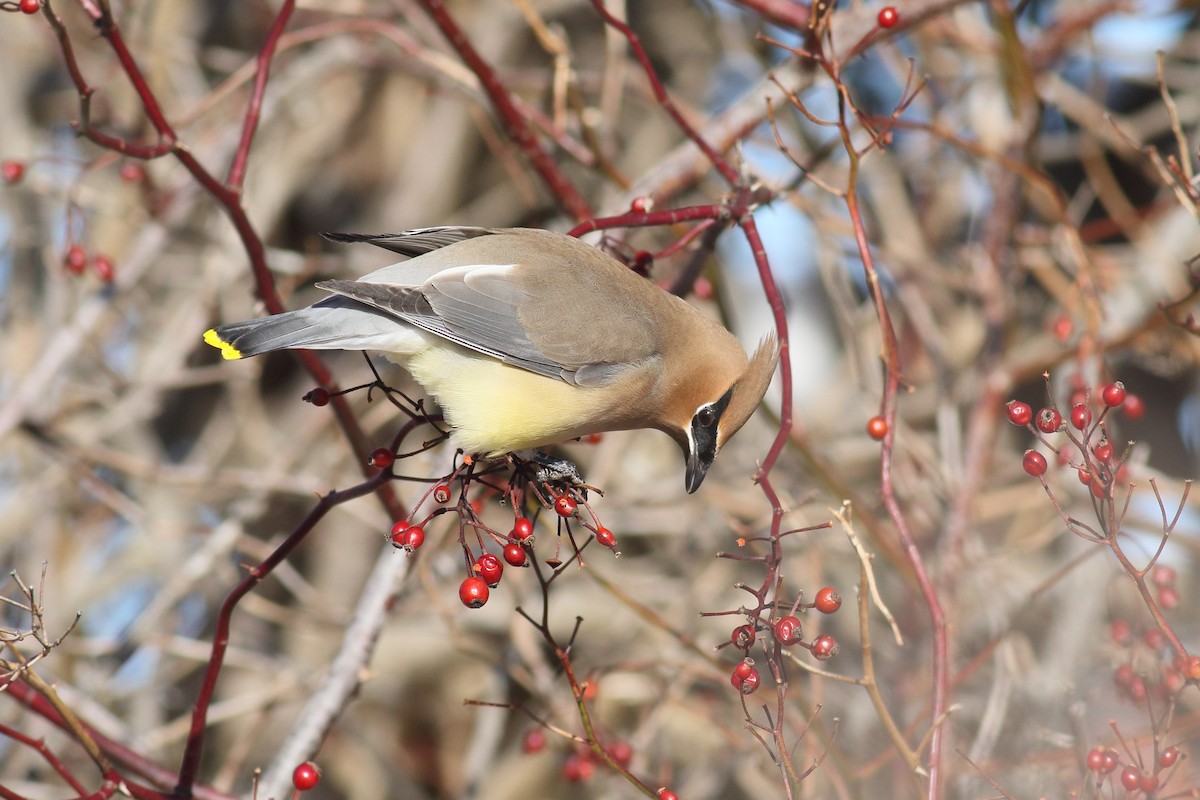 Cedar Waxwing - ML650394413