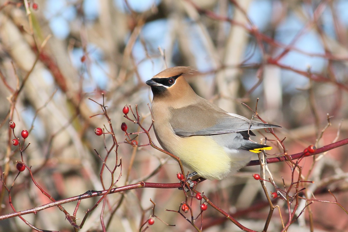 Cedar Waxwing - ML650394415