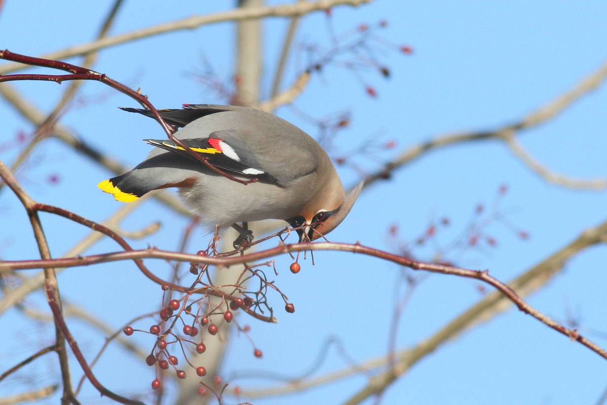 Bohemian Waxwing - ML650394457