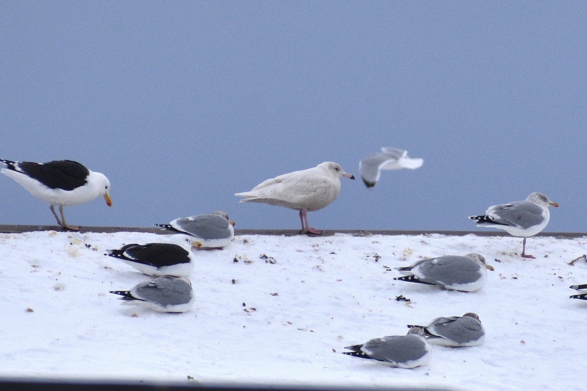 Glaucous Gull - ML650394478