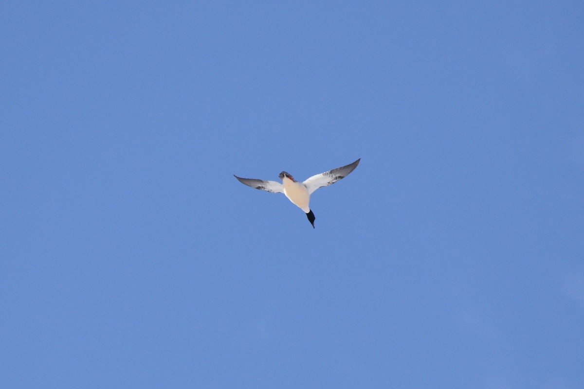 Common Merganser - ML650394986