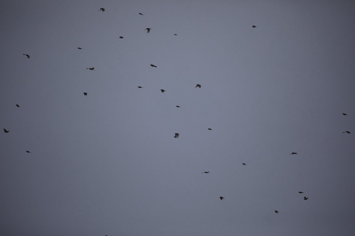 Chingolo Cejiblanco - ML650395048