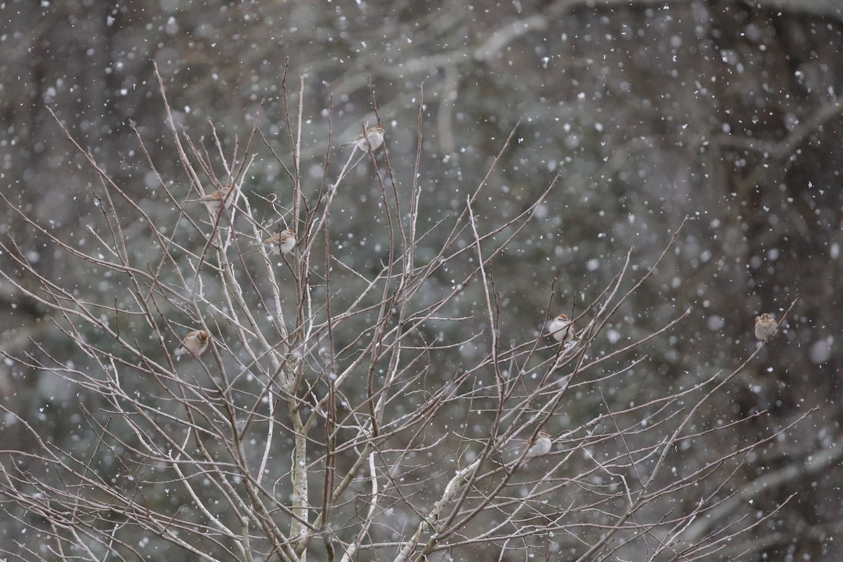 Chingolo Cejiblanco - ML650395052