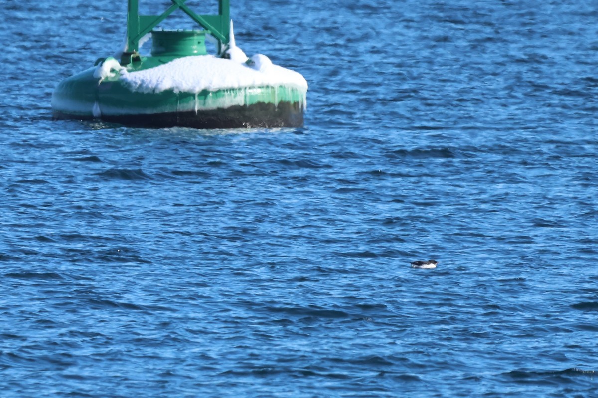 Thick-billed Murre - ML650395165