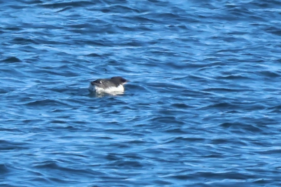 Thick-billed Murre - ML650395206