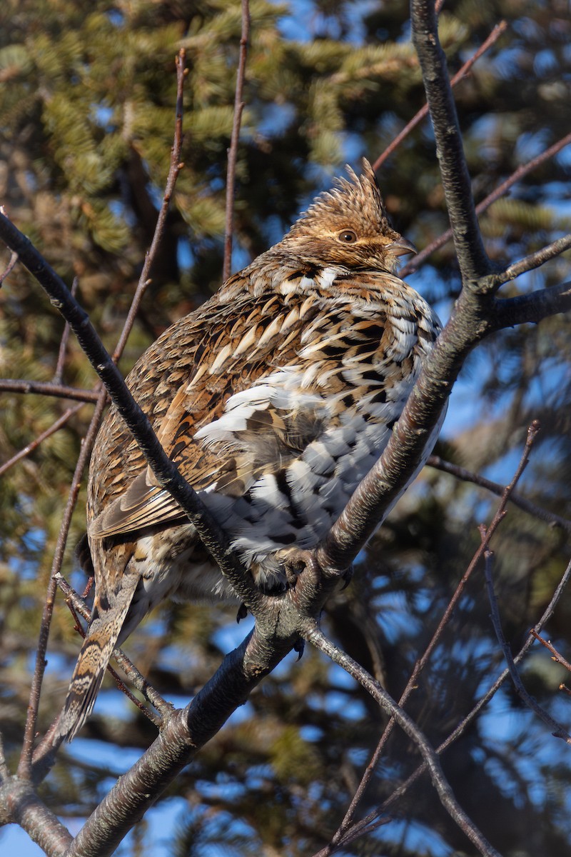 Ruffed Grouse - ML650395210