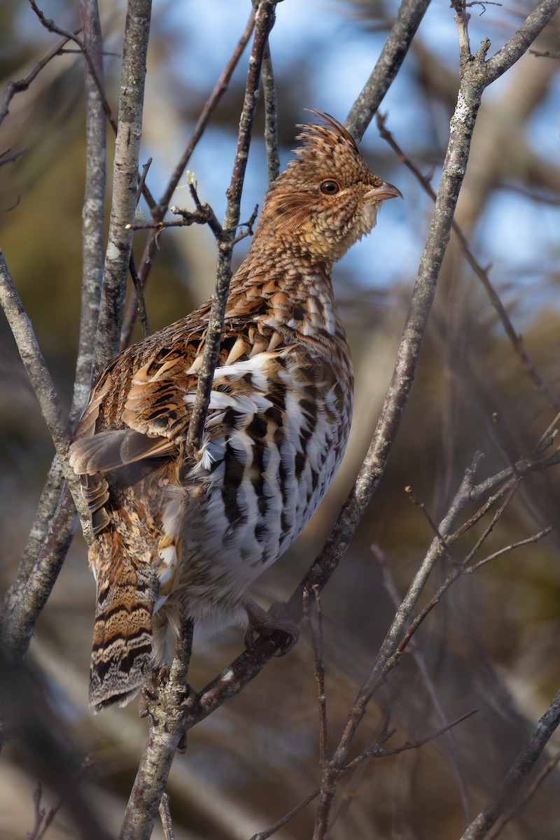 Ruffed Grouse - ML650395219