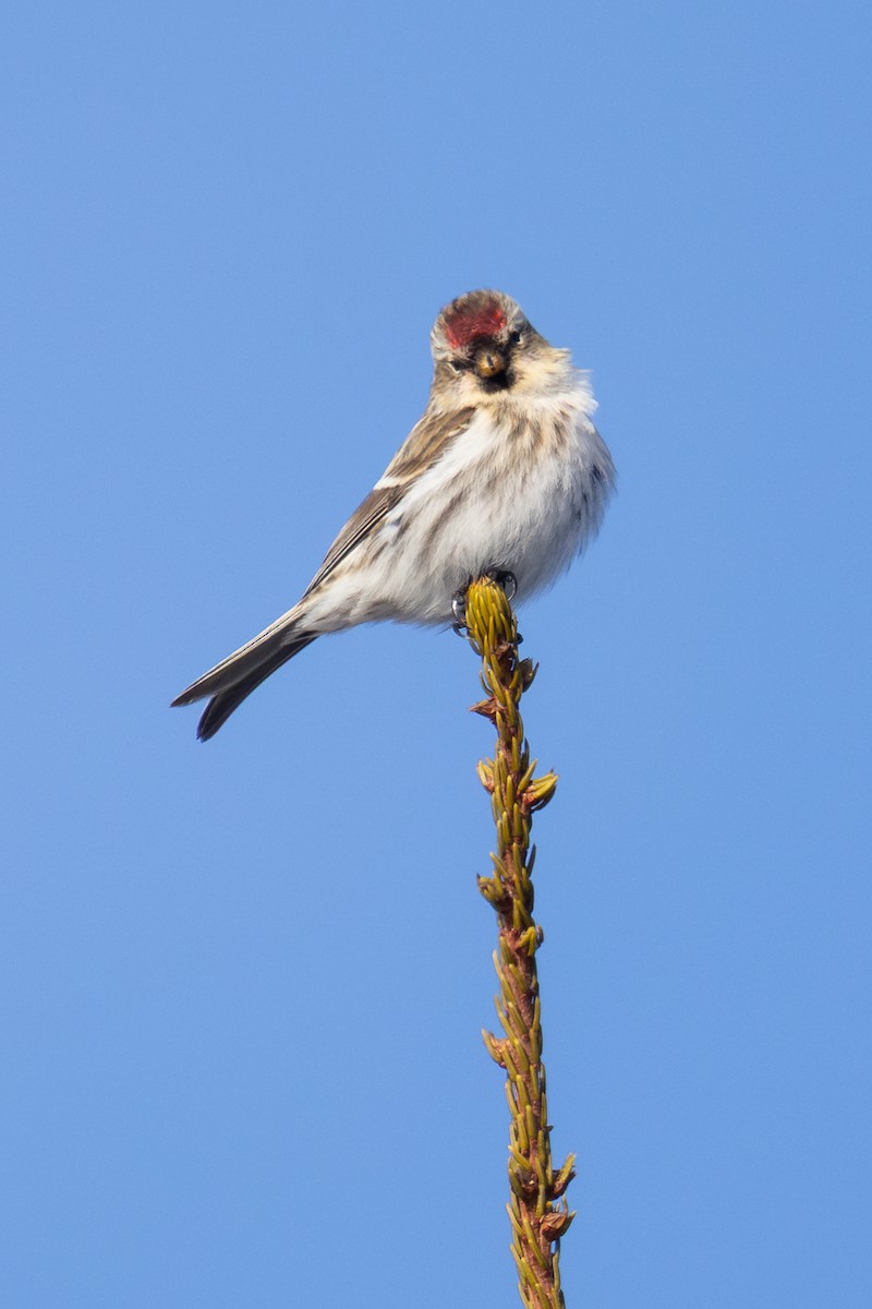 Redpoll - ML650395232
