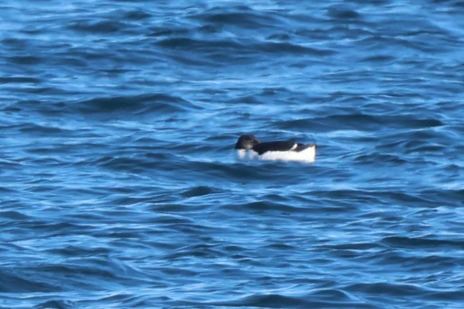 Thick-billed Murre - ML650395235