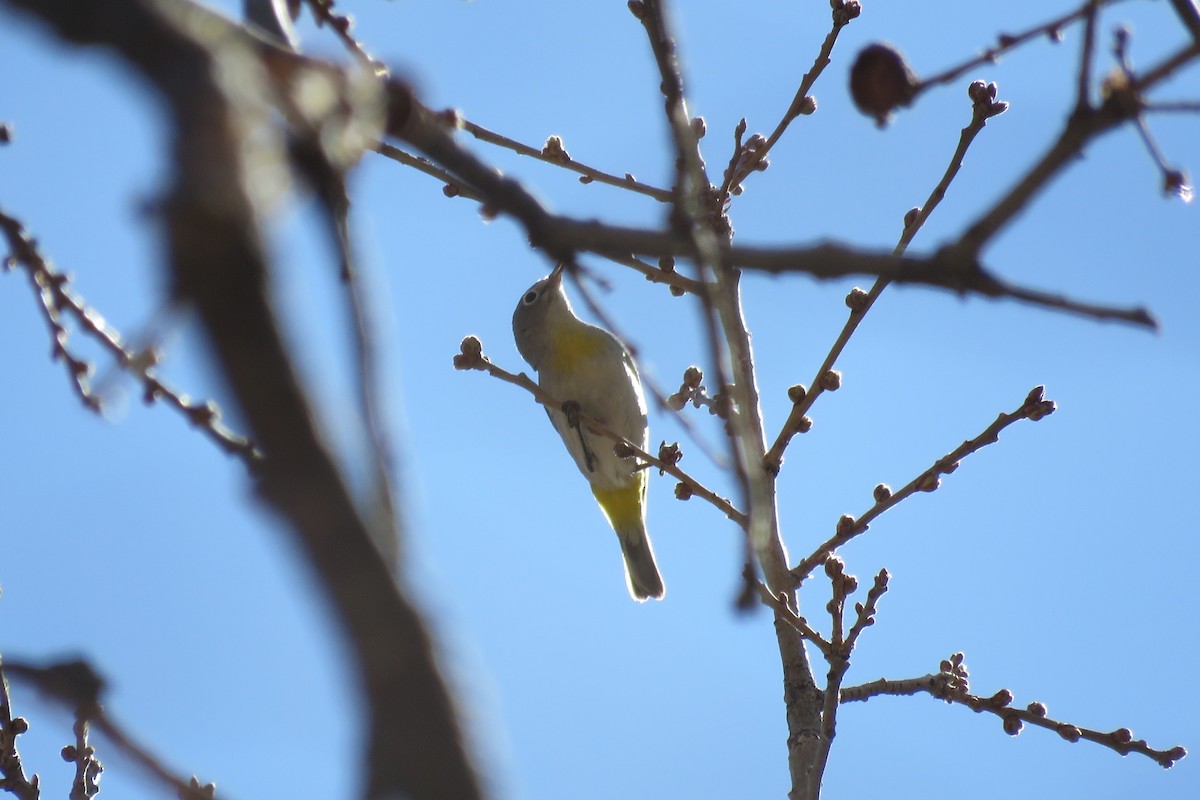 Virginia's Warbler - ML650395544