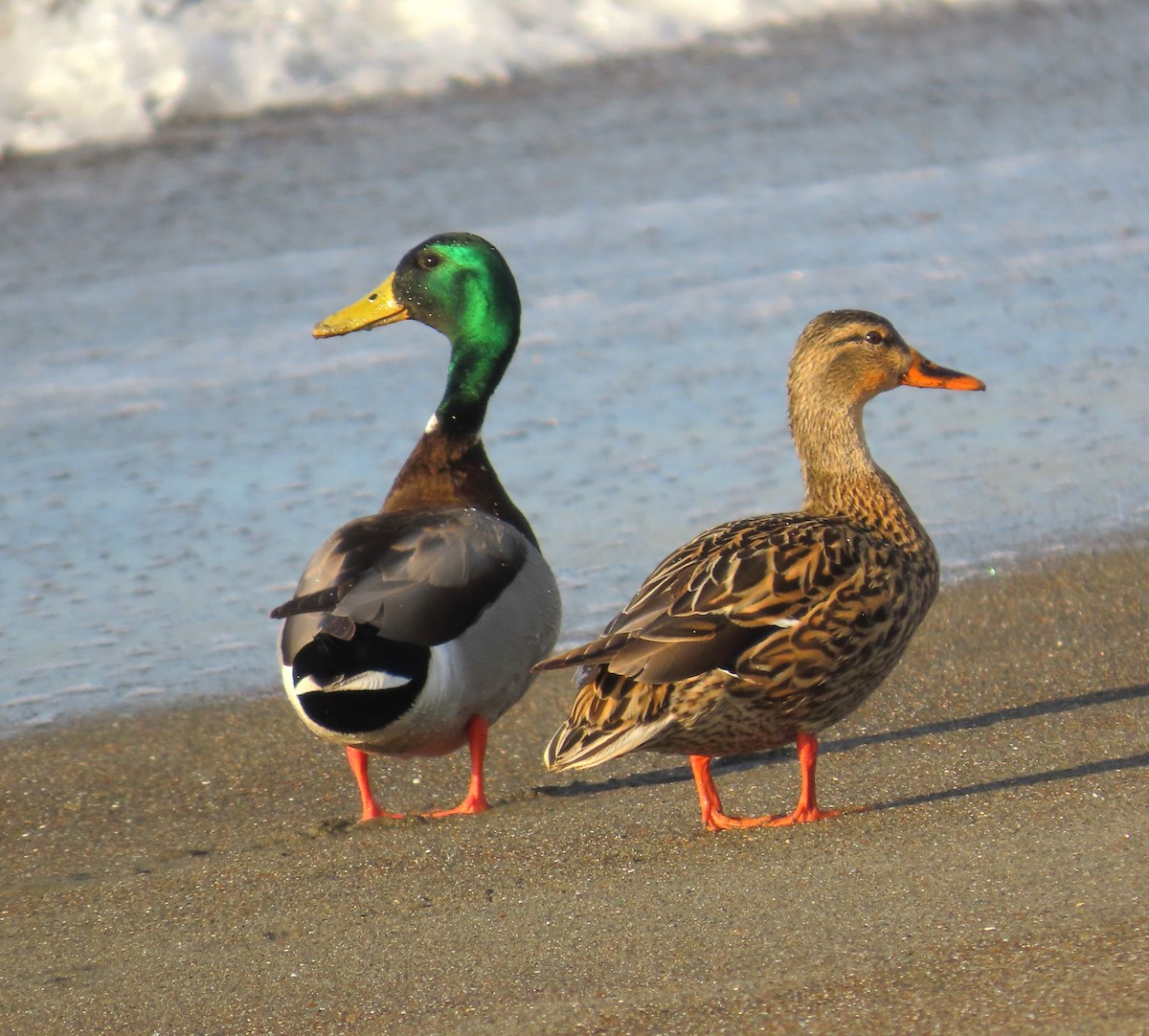 Mallard - ML650395625