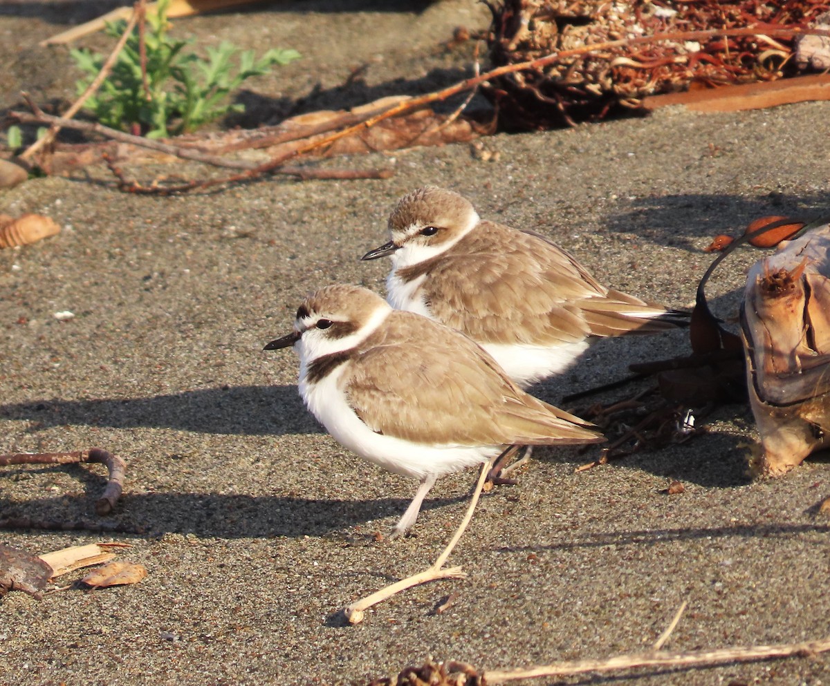 Snowy Plover - ML650395641