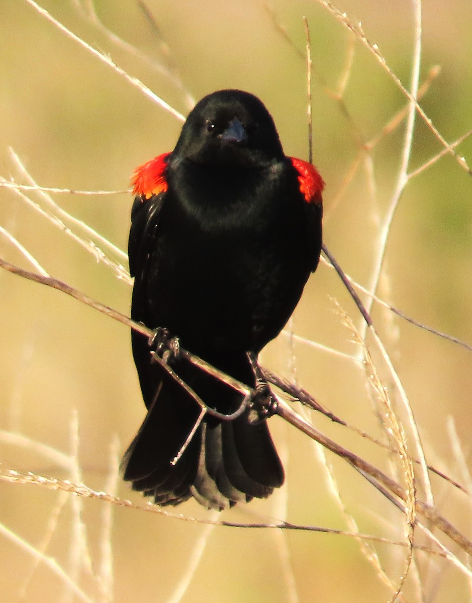 Red-winged Blackbird - ML650395705