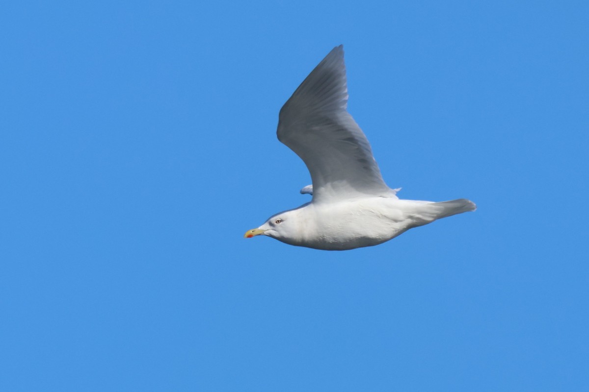 Iceland Gull - ML650395737