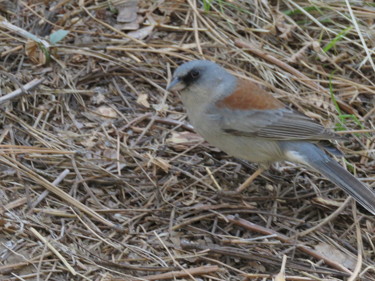 Dark-eyed Junco (Red-backed) - ML650395812