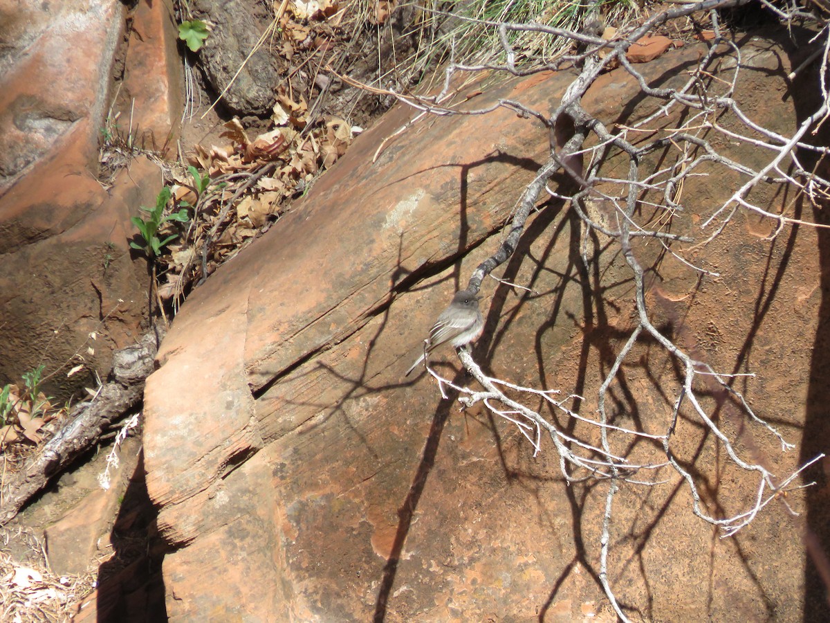 Black Phoebe - ML650395852