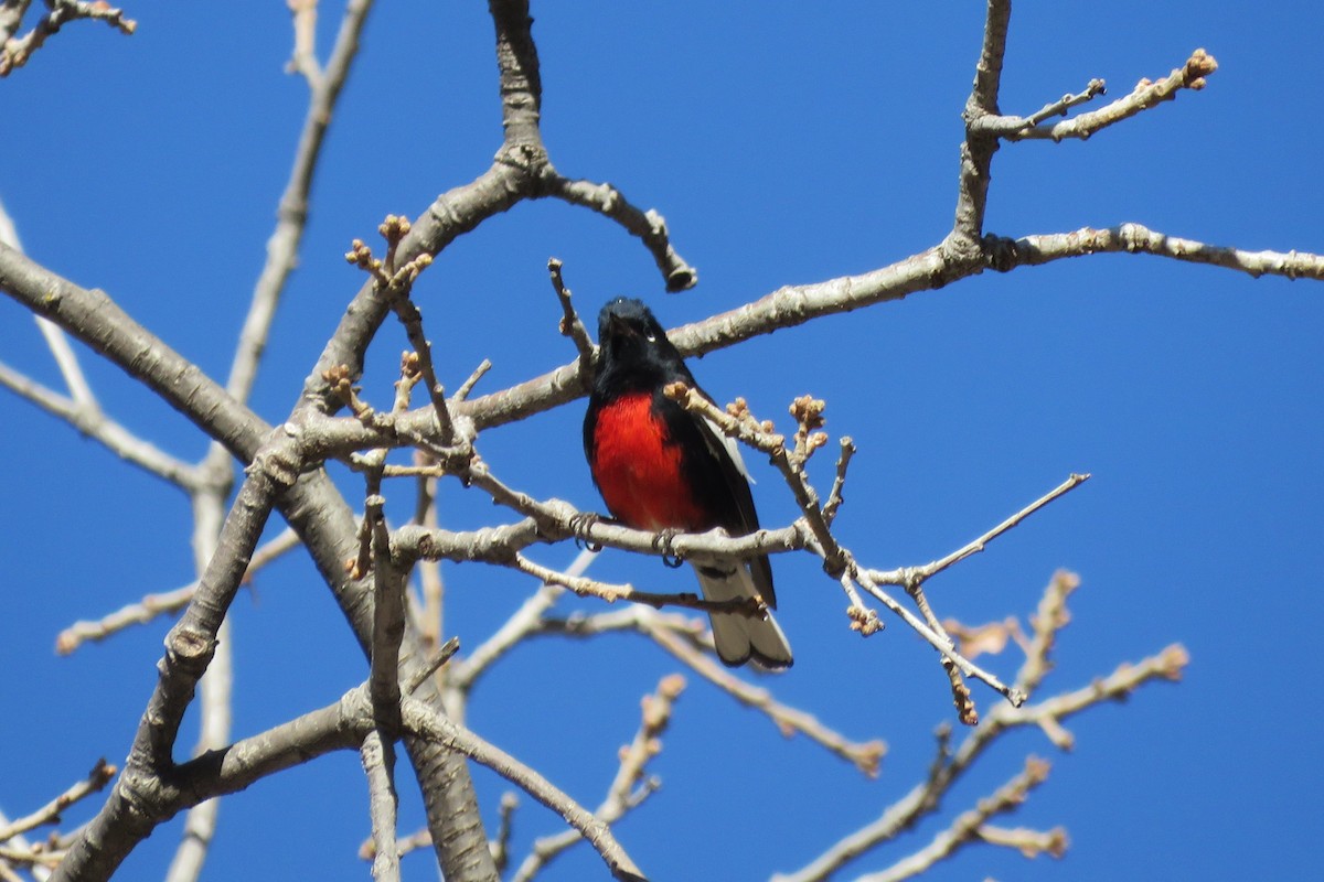 Painted Redstart - ML650395911