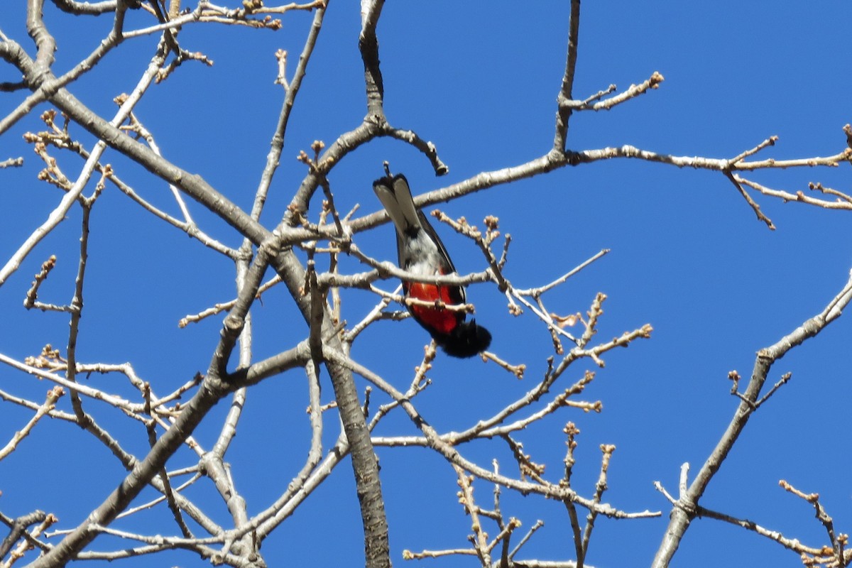 Painted Redstart - ML650395996
