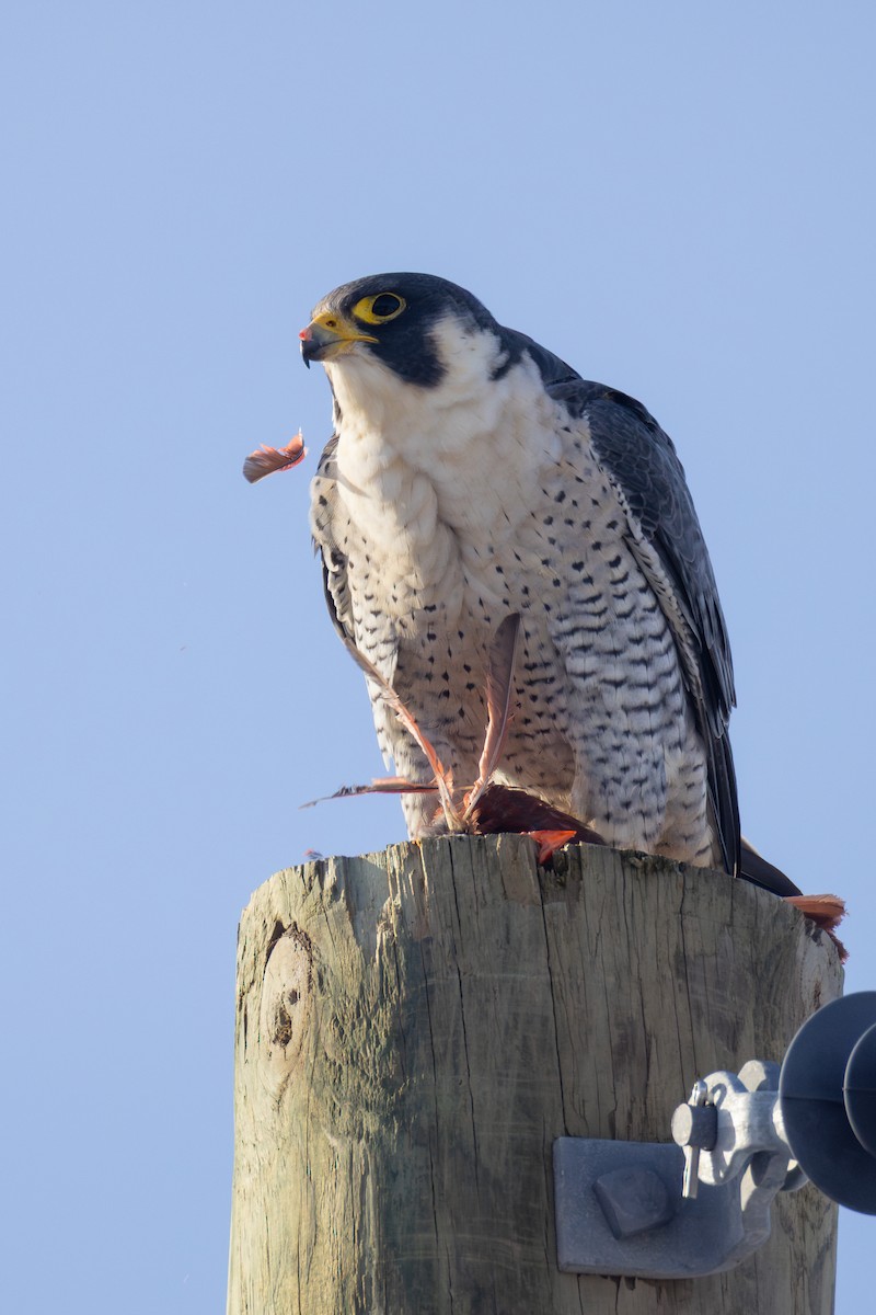 Peregrine Falcon - ML650396006