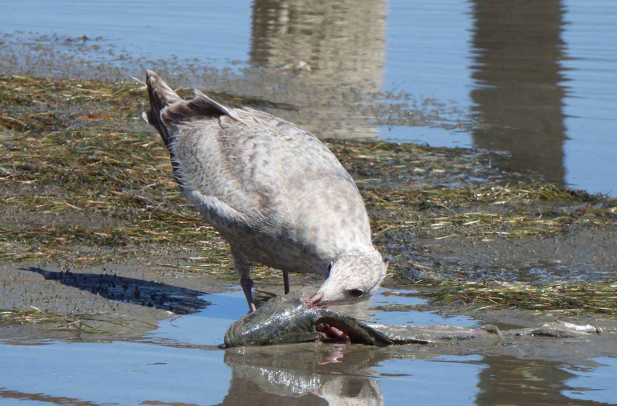gull sp. - ML650396017