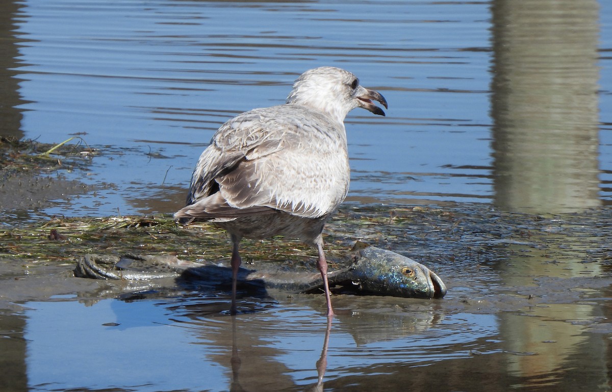 gull sp. - ML650396018