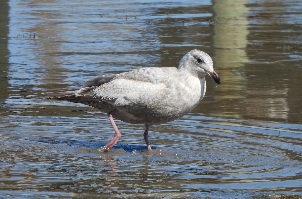 gull sp. - ML650396019