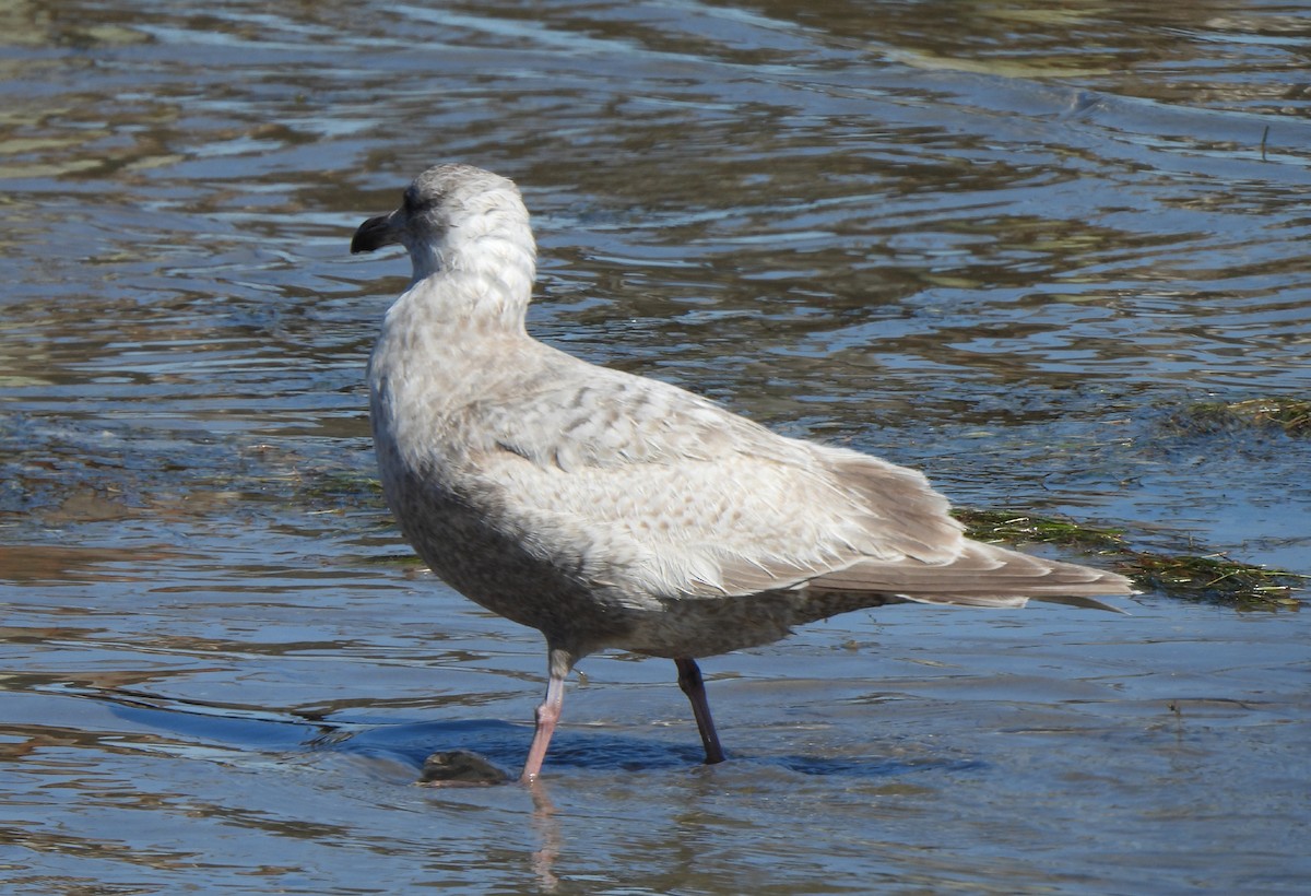 gull sp. - ML650396026