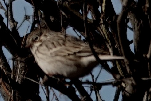 Пасовник польовий - ML650396053