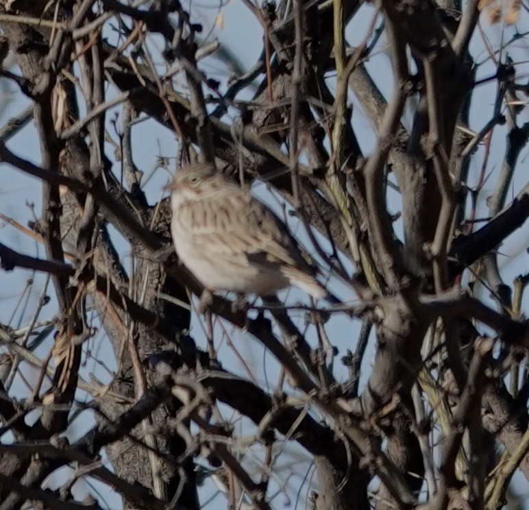 Пасовник польовий - ML650396054