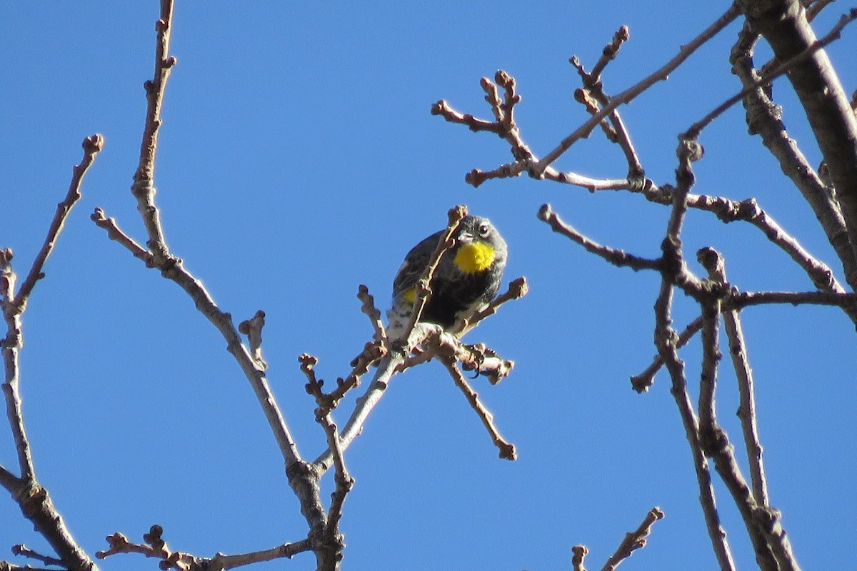 Yellow-rumped Warbler (Audubon's) - ML650396075