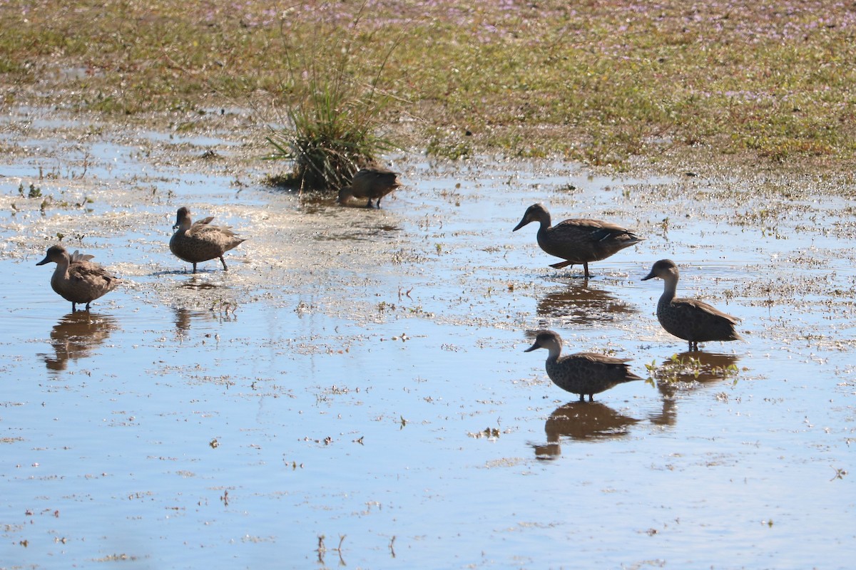 Gray Teal - ML650396167