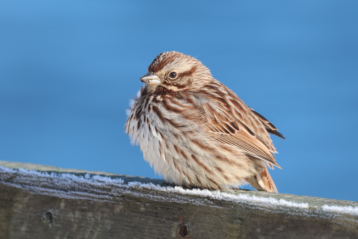 Song Sparrow - ML650396391