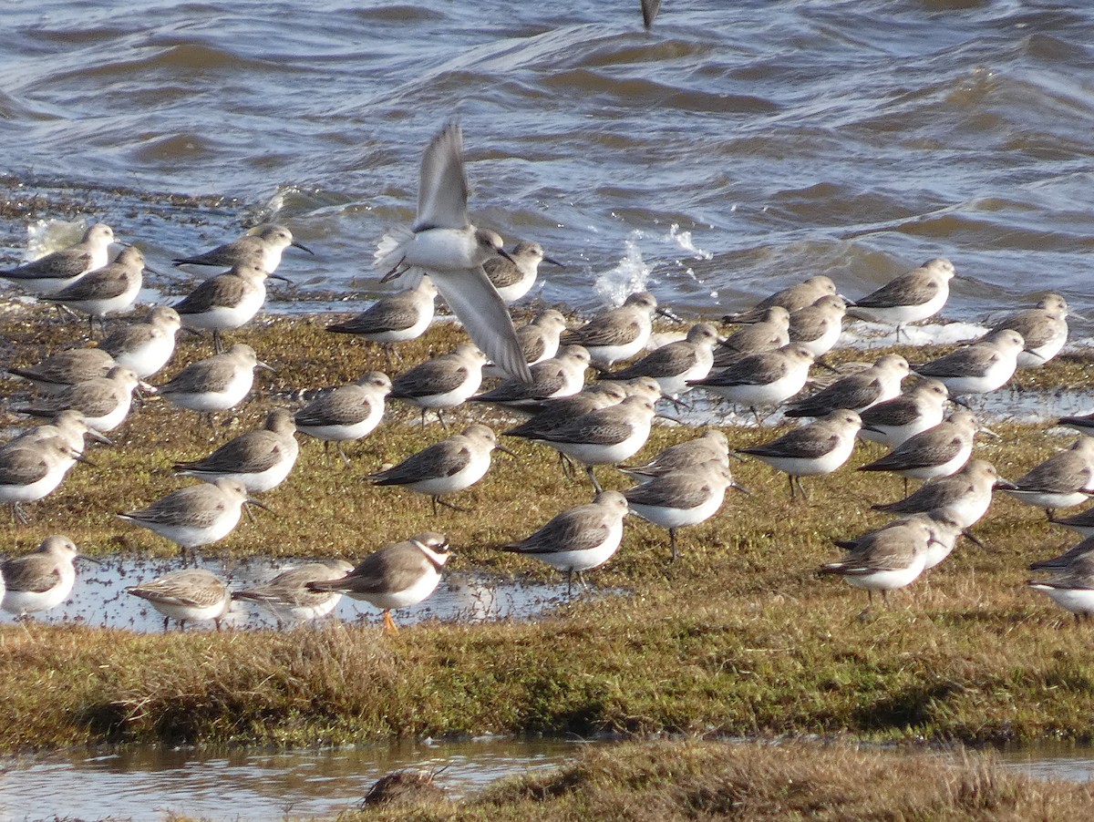 Correlimos Común - ML650396596