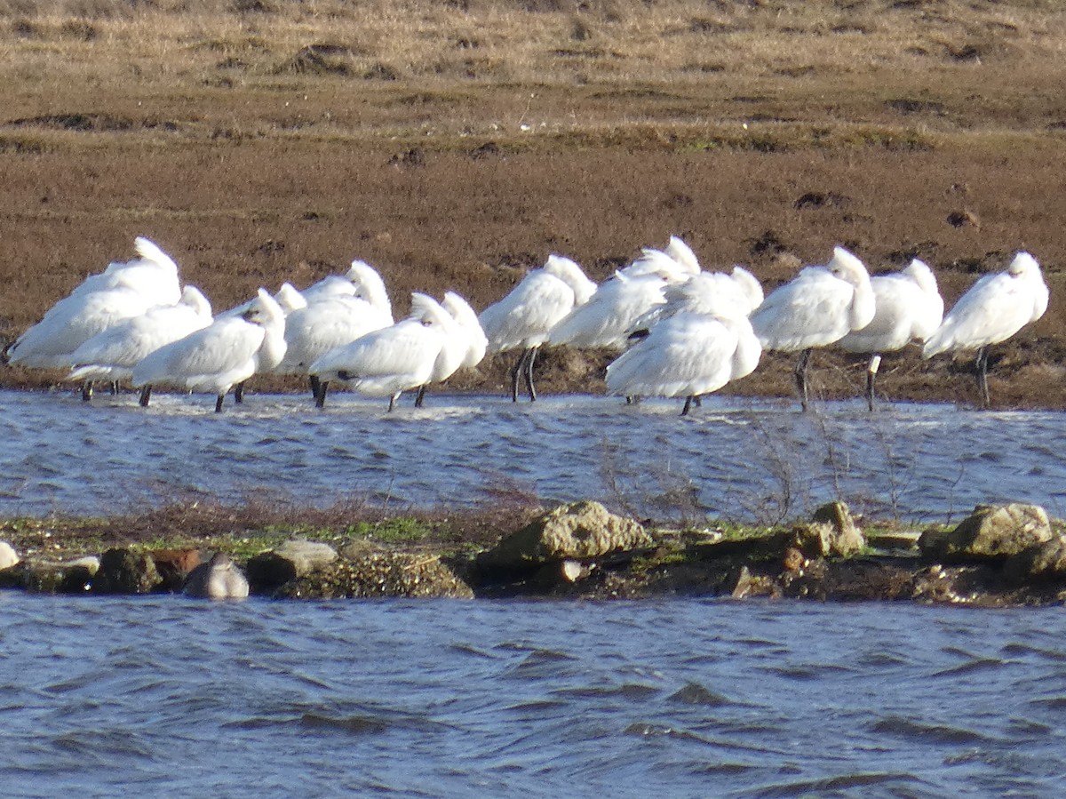 Espátula Común - ML650396608