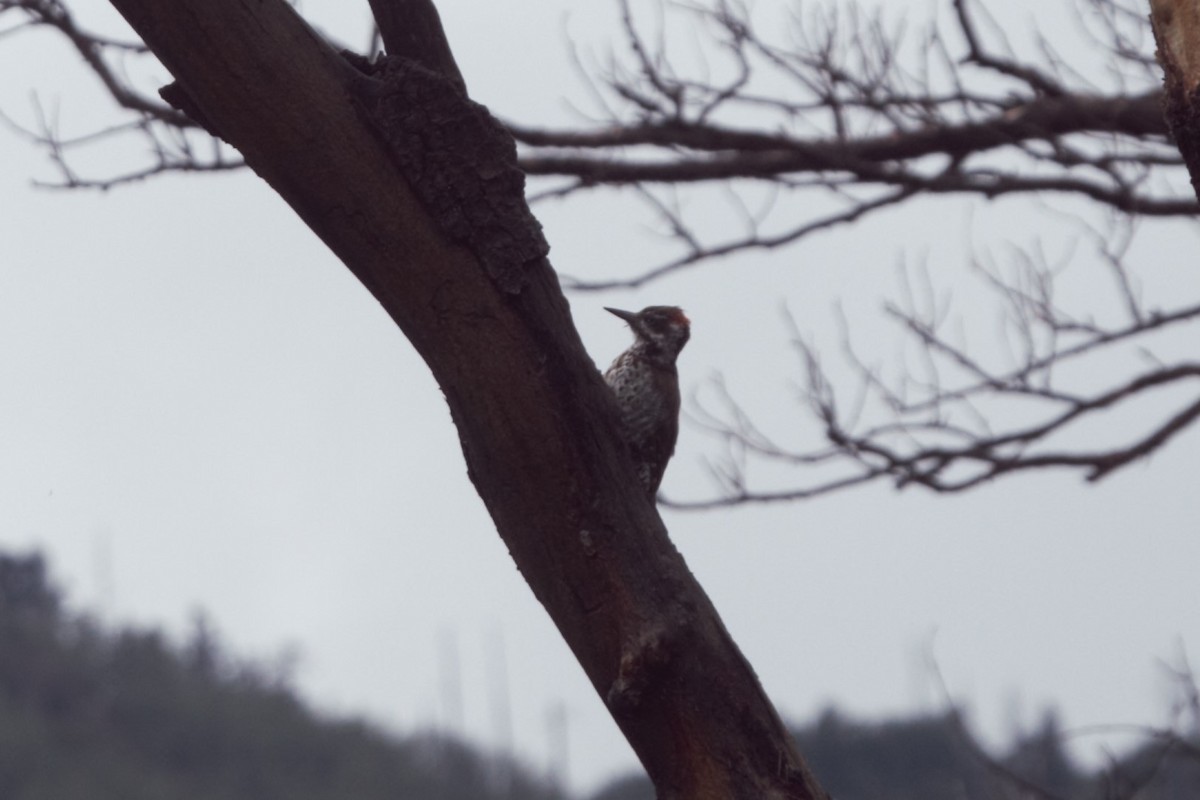 Arizona Woodpecker - Scott Lewis
