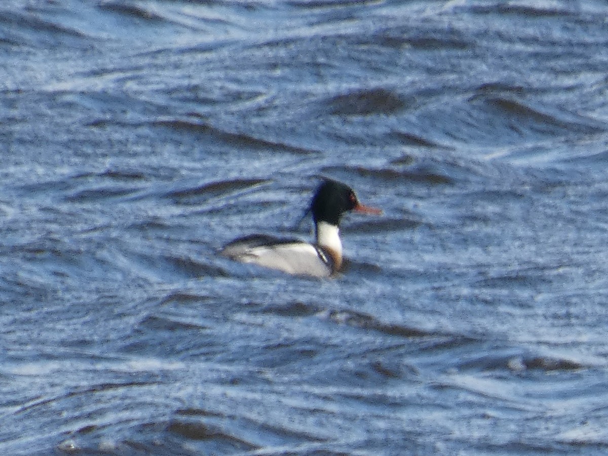 Serreta Mediana - ML650396614